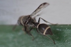 Pseudonortonia