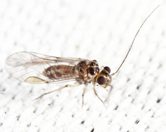 Blastopsocus variabilis