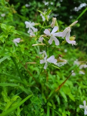 Saponaria officinalis