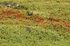 Anthus correndera grayi