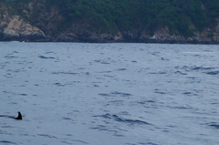 Stenella