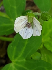 Geranium sibiricum