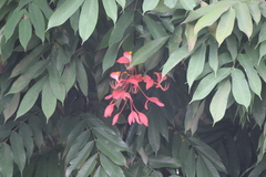 Amherstia nobilis