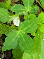 Geranium sibiricum