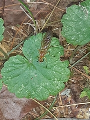 Ptecticus trivittatus