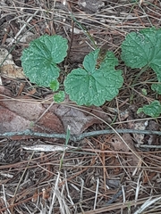 Ptecticus trivittatus