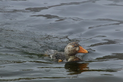 Tachyeres brachypterus