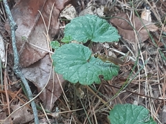 Ptecticus trivittatus