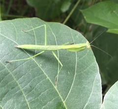Tenodera