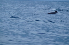 Stenella attenuata