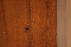 Polyrhachis abdominalis