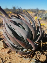 Aloe krapohliana