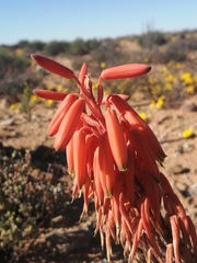 Aloe krapohliana