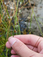 Juncus filiformis