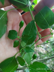Capsicum annuum glabriusculum
