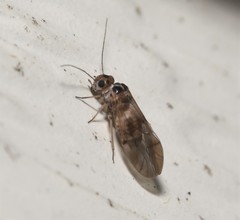 Peripsocus madidus
