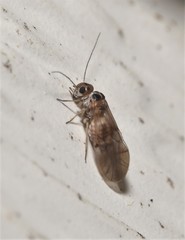 Peripsocus madidus
