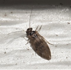 Peripsocus madidus