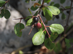 Rhamnus saxatilis