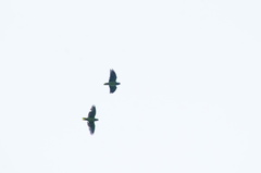 Amazona albifrons