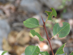 Rhamnus saxatilis
