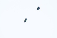 Amazona albifrons