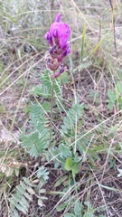 Oxytropis baschkiriensis