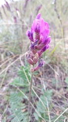 Oxytropis baschkiriensis
