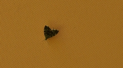 Anthophila fabriciana