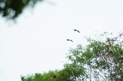 Dendrocygna autumnalis