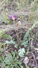 Oxytropis baschkiriensis