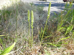 Spiranthes romanzoffiana