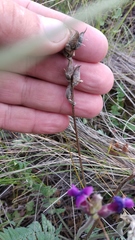 Oxytropis baschkiriensis