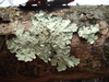 Greenshield Lichens - Photo (c) Paul Morris, some rights reserved (CC BY-SA)