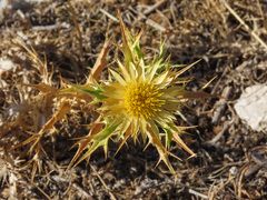 Carlina corymbosa