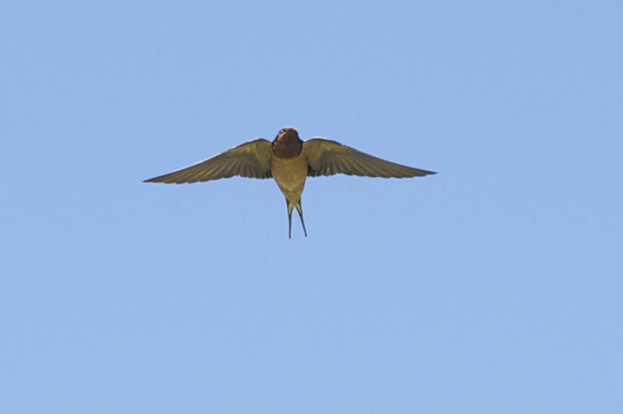 Barn Swallow
