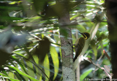 Piculus chrysochloros
