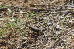 Cryptoglossa variolosa