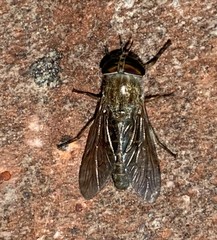 Leucotabanus annulatus