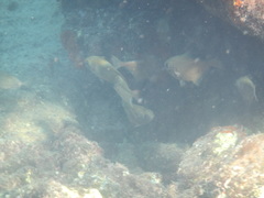 Pempheris rhomboidea