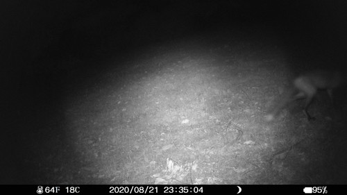 Red Fox photographed in Connecticut