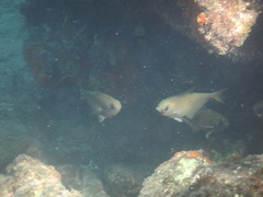 Pempheris rhomboidea