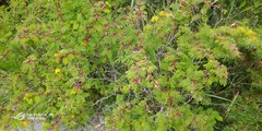 Rosa sericea morrisonensis