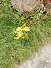 Echeandia flavescens