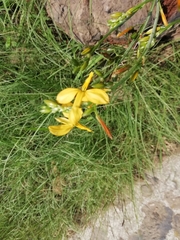Echeandia flavescens