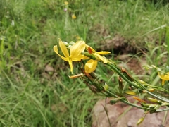 Echeandia flavescens