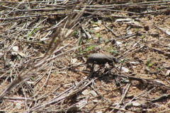 Cryptoglossa variolosa