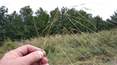Stipa sareptana
