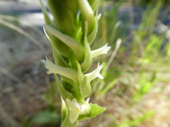 Spiranthes romanzoffiana