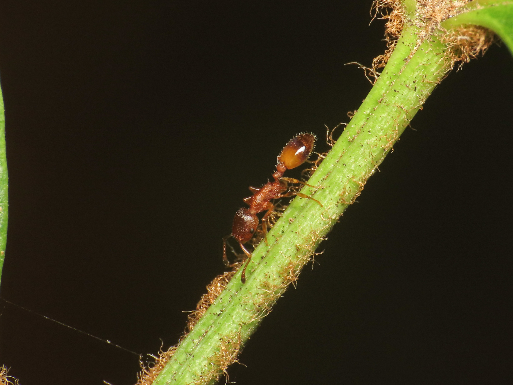 Temnothorax italicus